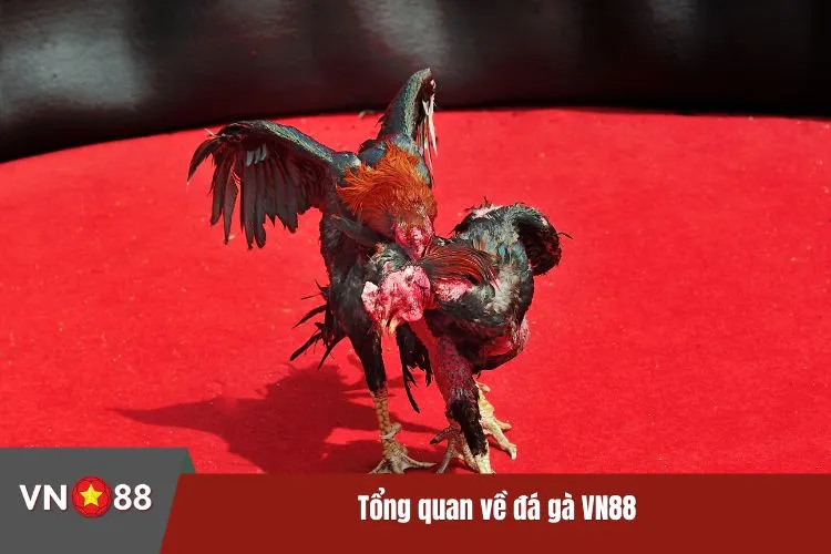 Tổng quan về đá gà VN88