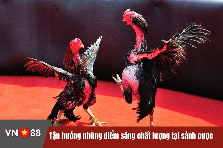 Tận hưởng những điểm sáng chất lượng tại sảnh cược VN88